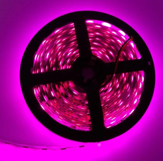 12v Pink L.E.D. Lights